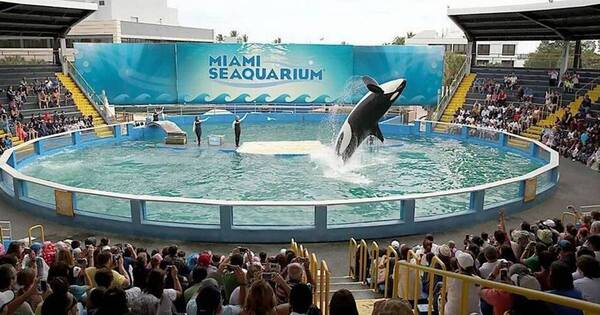 La Nación / Luego de 52 años en cautiverio ¡liberaron a la orca Lolita!