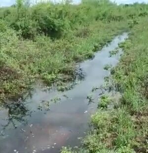 Continúan trabajos de limpieza vegetal en la zona del fortín General Díaz - Noticias del Chaco - ABC Color
