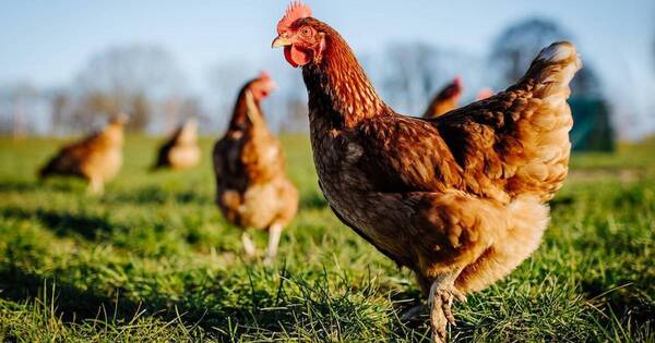 La Nación / Productores avícolas alistan bioseguridad en granjas ante alerta por gripe aviar