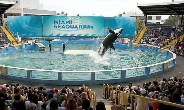 Luego de 52 años en cautiverio dejaran en libertad a la orca Lolita - OviedoPress