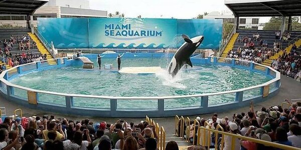 Luego de 52 años en cautiverio ¡liberaron a la orca Lolita!