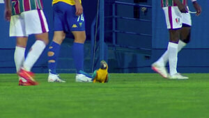 Versus / ¡Un guacamayo interrumpió un partido en Portugal!