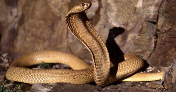 La Nación / Insólito: piloto descubrió una cobra en su cabina en pleno vuelo