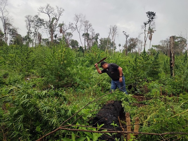 Destruyeron cultivos de marihuana y campamentos precarios hallados en la reserva San Rafael del Paraná