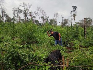 Destruyeron cultivos de marihuana y campamentos precarios hallados en la reserva San Rafael del Paraná