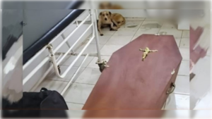 Conmovedora imagen: el perro que no se separa del ataúd de su dueño