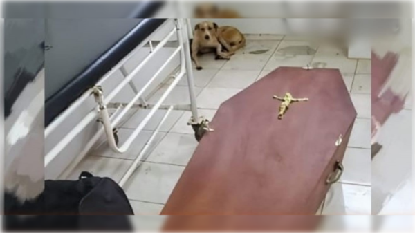 Conmovedora imagen: el perro que no se separa del ataúd de su dueño