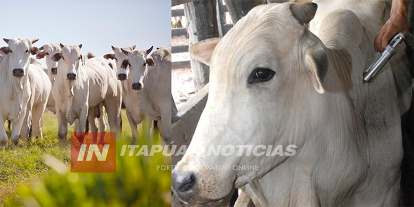 EXITOSO CIERRE DE VACUNACIONES ANTI AFTOSA EN TODO EL DEPARTAMENTO DE ITAPÚA - Itapúa Noticias