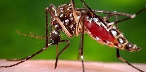 Argentina confirma más de 28.000 casos de dengue y más de 900 de chikungunya