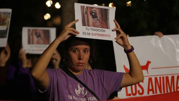 Uruguay debate sobre jineteadas: ¿Deporte o maltrato animal?