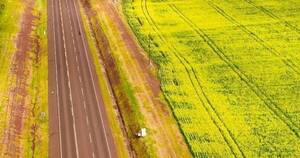 La Nación / Productores de canola apuntan a récord de siembra