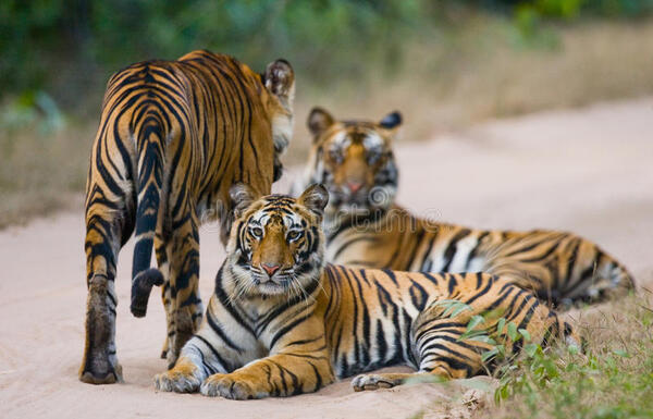Diario HOY | Población de tigres salvajes supera los 3.000 ejemplares en India