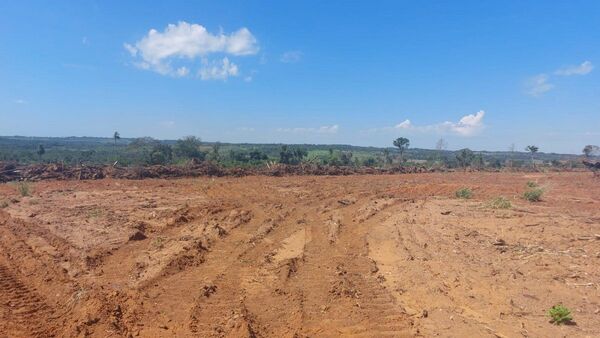 Constatan alarmante deforestación en una propiedad en Ypejhú