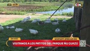 Visitamos a los patitos del Parque Ñu Guazú - C9N