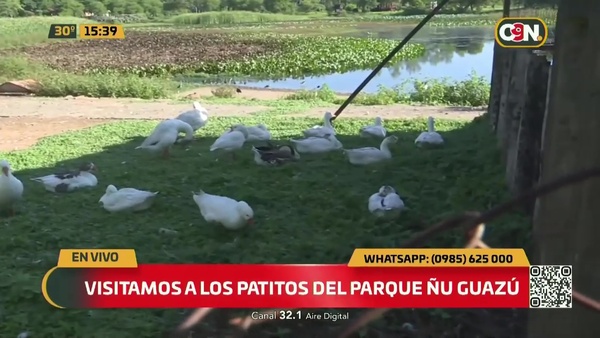Visitamos a los patitos del Parque Ñu Guazú - C9N