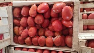 Cajas de tomates se pudren en Aduana Argentina por lentitud en control de documentación, denuncian - Nacionales - ABC Color