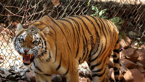 La India supera los 3.000 tigres en el 50 aniversario del Proyecto Tigre
