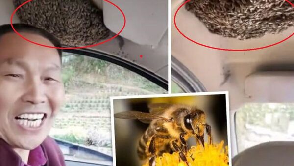 Hombre que conduce con colmena de abejas causa sensación