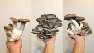 Hongos comestibles hechos en Paraguay se apropian de un terreno gourmet y dos emprendimientos lo evidencian