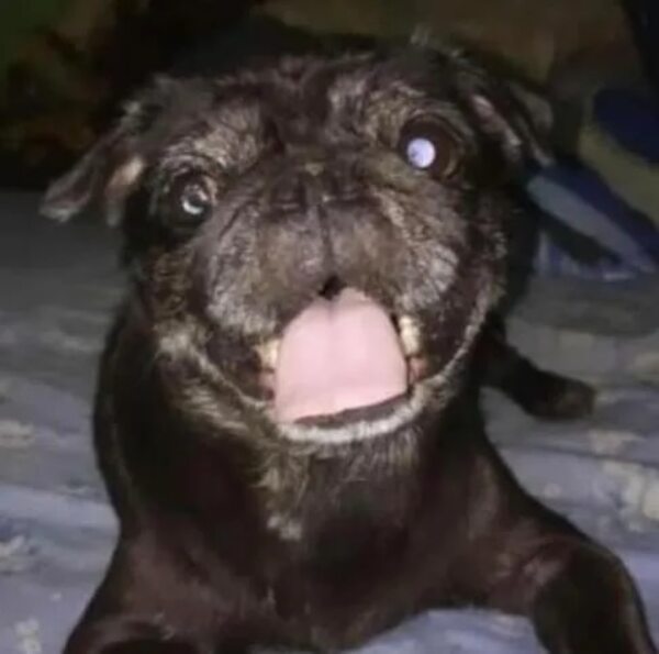 Desbaratan presunta red de robo de mascotas: Policía recupera una pug robada - Policiales - ABC Color