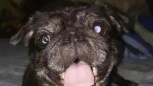 Secuestraron a perrita y pidieron G. 1 millón para devolverla