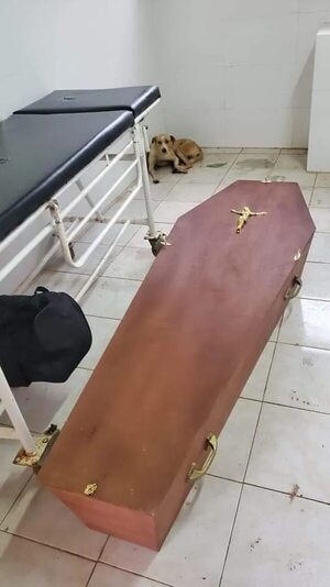 Perro acompañó a su amigo fallecido hasta la morgue del hospital - Mascotas - ABC Color