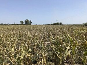 El agro argentino enfrenta su peor sequía, que golpea la principal fuente de riqueza del país - Mundo - ABC Color