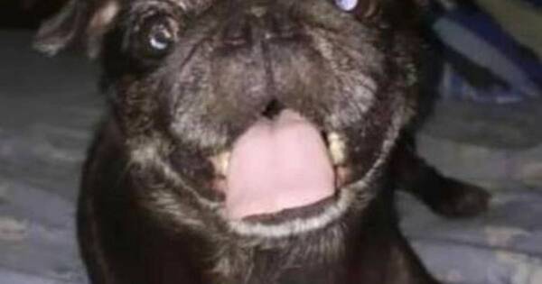 La Nación / Detienen a tres hombres por robo de un perro en Fernando de la Mora