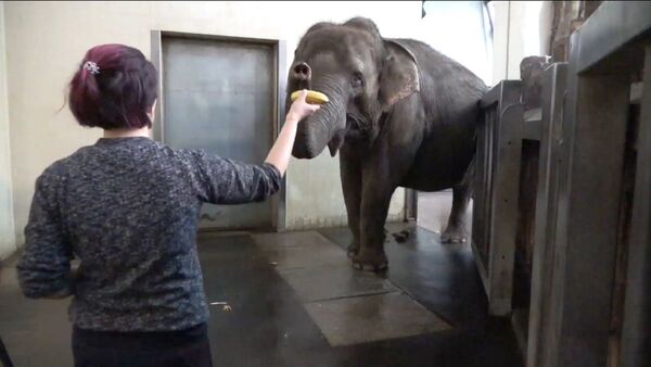 Una elefante aprende por sí misma a pelar bananas para comer