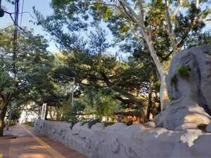 Árboles nativos de la plaza de armas de Encarnación en peligro