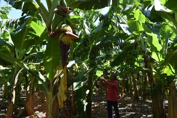 Bananeros de Guayaybí destacan mejoría de precio y venta del producto en el mercado local - Nacionales - ABC Color