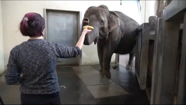 Elefante aprendió a pelar bananas con su trompa porque prefiere la fruta cáscara