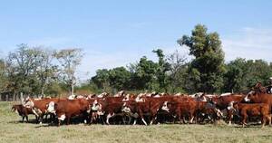 La Nación / Baja en el hato ganadero no afectaría envíos de este año