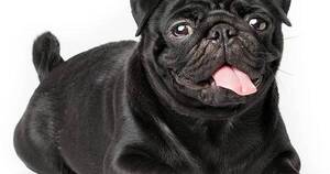 La Nación / Detienen a 3 hombres por secuestro de un perro