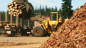 Pronostican segundo semestre de recuperación para las exportaciones forestales | Análisis Macro | 5Días