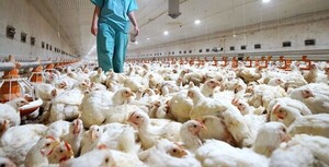 Diseñan el plan de contingencia de influenza aviar