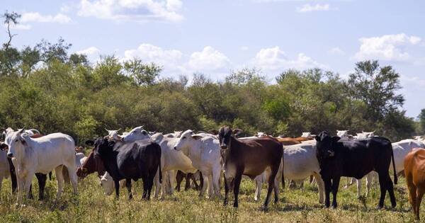 La Nación / Mesa Paraguaya de la Carne resalta gran aporte de la ganadería a economía local