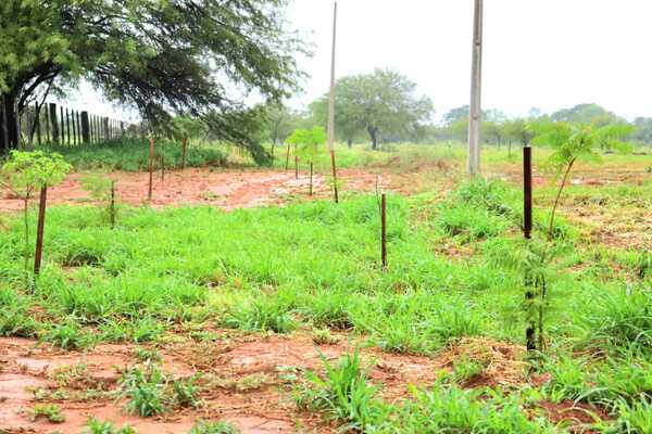Concretan plantación de 10.000 árboles nativos en el Lote 7 de la Transchaco