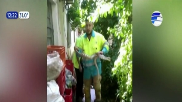 Capturan enorme serpiente en Concepción - Noticias Paraguay