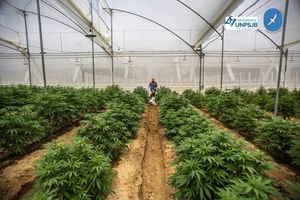 Diario HOY | Indígenas desplazan a campesinos en cultivo de marihuana y trazan nuevo mapa del negocio, afirman