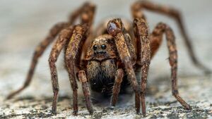Descubren nueva especie de tarántula en Ecuador