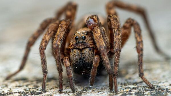Descubren nueva especie de tarántula en Ecuador