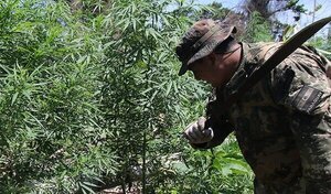 Indígenas desplazan a campesinos en cultivo de marihuana y trazan nuevo mapa del negocio, afirman