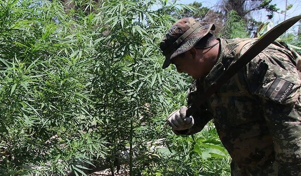 Indígenas desplazan a campesinos en cultivo de marihuana y trazan nuevo mapa del negocio, afirman