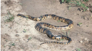 Hallan una ñacaniná en una vivienda de Concepción