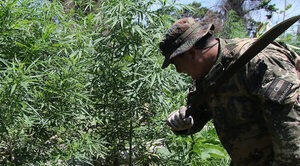 Indígenas desplazan a campesinos en cultivo de marihuana y trazan nuevo mapa del negocio, afirman - Oasis FM 94.3