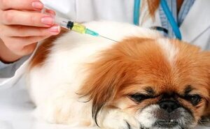 Vacunar a los perros y gatos evita la exposición a enfermedades infecciosas - Mascotas - ABC Color
