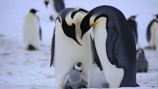Los pingüinos son clave para reciclar el hierro en las aguas de la Antártida