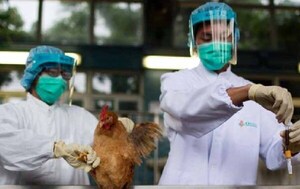 China registra la primera muerte humana por gripe aviar H3N8 – Prensa 5
