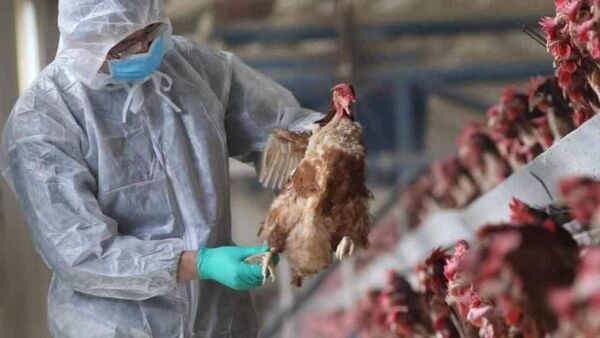 OMS registra en China primera muerte por gripe aviar H3N8 en el mundo